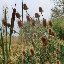 Plants in the wetland